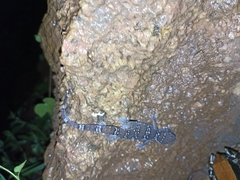 Hemidactylus triedrus