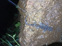 Hemidactylus triedrus