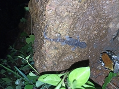 Hemidactylus triedrus