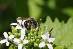 Andrena rufosignata