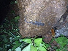 Hemidactylus triedrus