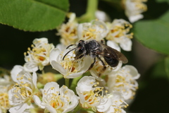 Andrena rufosignata