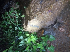 Hemidactylus triedrus