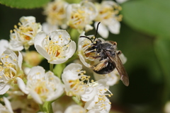 Andrena rufosignata