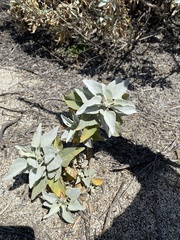 Encelia farinosa