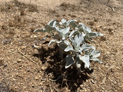Encelia farinosa