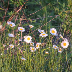 Leucanthemum vulgare — photo 2