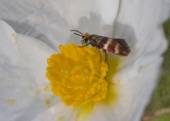 Micropterix aglaella