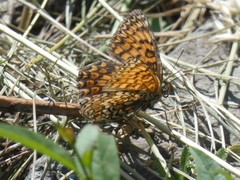 Melitaea cinxia