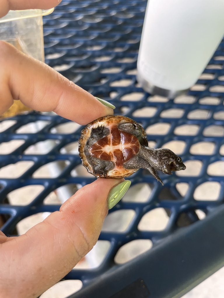 Intermediate Musk Turtle from Florida, US on May 18, 2022 at 11:24 AM ...