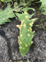 Puccinia dioicae silvatica
