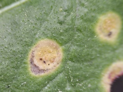 Puccinia dioicae silvatica