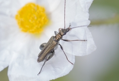 Oedemera flavipes