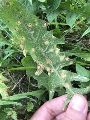 Puccinia dioicae silvatica
