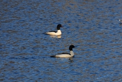 Mergus merganser