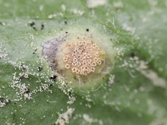 Puccinia dioicae silvatica