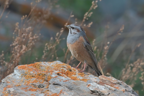Godlewski's Bunting (Emberiza godlewskii), photo 7