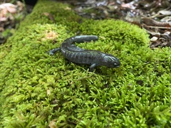 Ambystoma barbouri