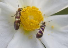Micropterix aglaella