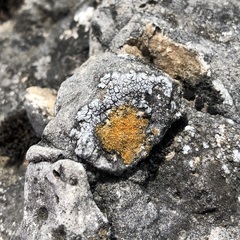 Caloplaca placidia