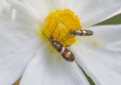 Micropterix aglaella