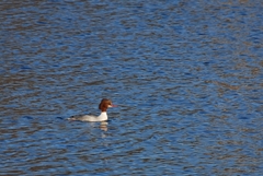 Mergus merganser