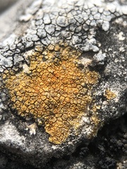 Pyrenodesmia chalybaea