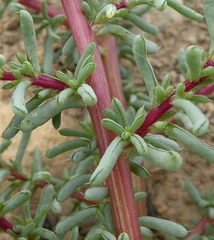 Halogeton sativus