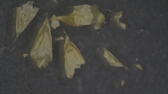 Brachythecium laetum