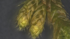 Brachythecium laetum