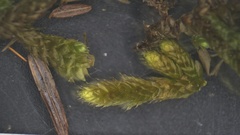 Brachythecium laetum