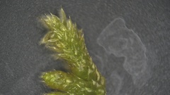 Brachythecium laetum