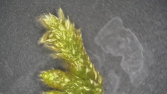 Brachythecium laetum