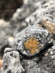 Caloplaca placidia