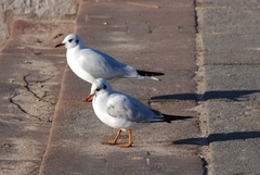 Chroicocephalus ridibundus