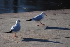Chroicocephalus ridibundus