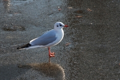 Chroicocephalus ridibundus