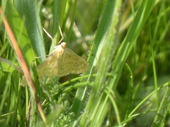 Paratalanta pandalis