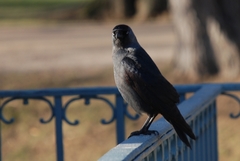 Corvus monedula