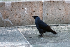 Corvus monedula