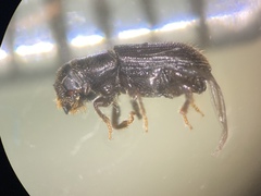 Dendroctonus frontalis