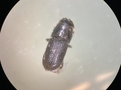 Dendroctonus frontalis