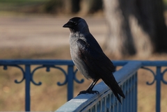 Corvus monedula