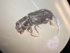 Dendroctonus frontalis