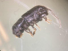 Dendroctonus frontalis