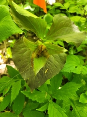 Trillium grandiflorum