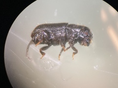 Dendroctonus frontalis