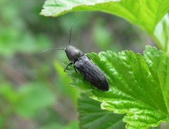 Cidnopus aeruginosus