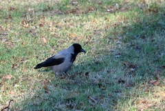 Corvus cornix