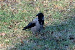 Corvus cornix
